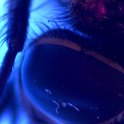 Un occhio di mosca sotto il microscopio USB con luce ultravioletta PCE-MM 200 UV