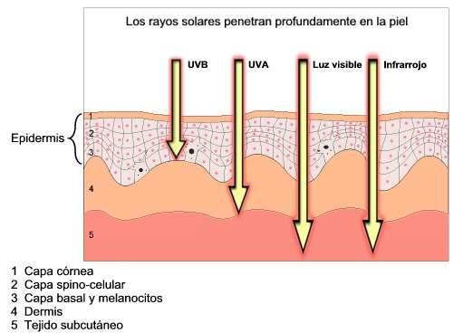 Misuratore di radiazione PCE-UV34: esempio della radiazione solare nella pelle.
