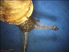 Visione di una chiocciola al microscopio PCE-MM 140.