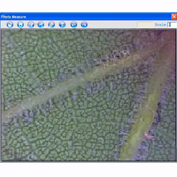 In questa immagine pu� vedere una flogia di una pianta presa col microscopio USB PCE-MM 200.