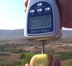 Penetrometro mentre determina la fermezza di una patata con il puntello da 8 mm