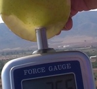 Misura della fermazza della frutta utilizzando il puntello grande (11 mm)